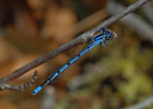 Male
2008_03_23_Effingham